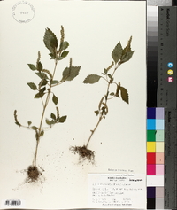 Elsholtzia ciliata image