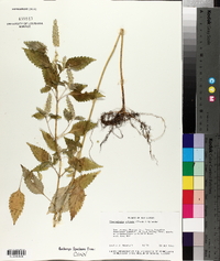 Elsholtzia ciliata image