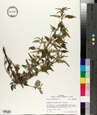 Elsholtzia ciliata image