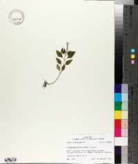 Elsholtzia ciliata image