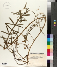 Pogostemon yatabeanus image