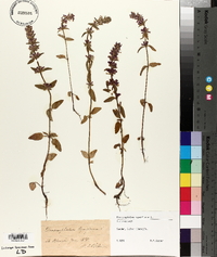 Dracocephalum thymiflorum image