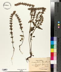 Dracocephalum thymiflorum image