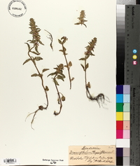 Dracocephalum thymiflorum image