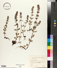Dracocephalum thymiflorum image