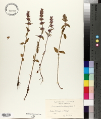Dracocephalum thymiflorum image