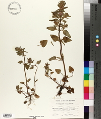 Dracocephalum thymiflorum image