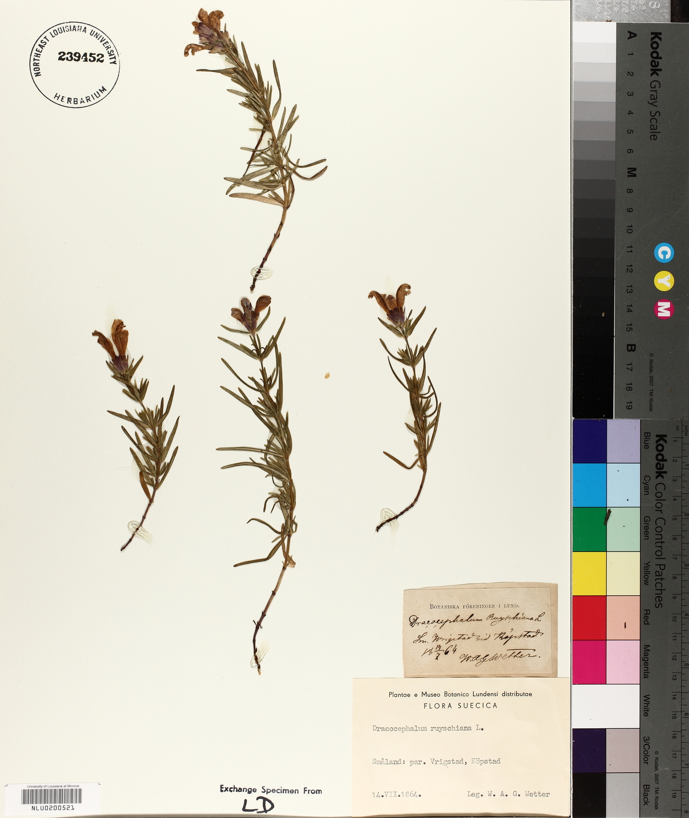 Dracocephalum ruyschiana image