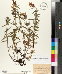 Dracocephalum ruyschiana image