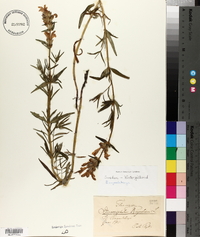 Dracocephalum ruyschiana image
