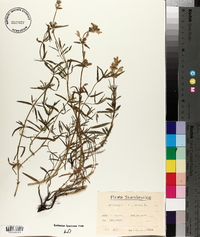 Dracocephalum ruyschiana image