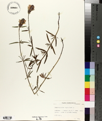 Dracocephalum ruyschiana image