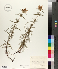 Dracocephalum ruyschiana image
