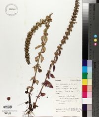 Dracocephalum thymiflorum image