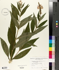 Dracocephalum formosius image