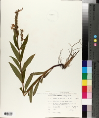 Dracocephalum formosius image