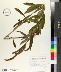 Dracocephalum virginianum image