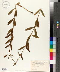 Dracocephalum virginianum image