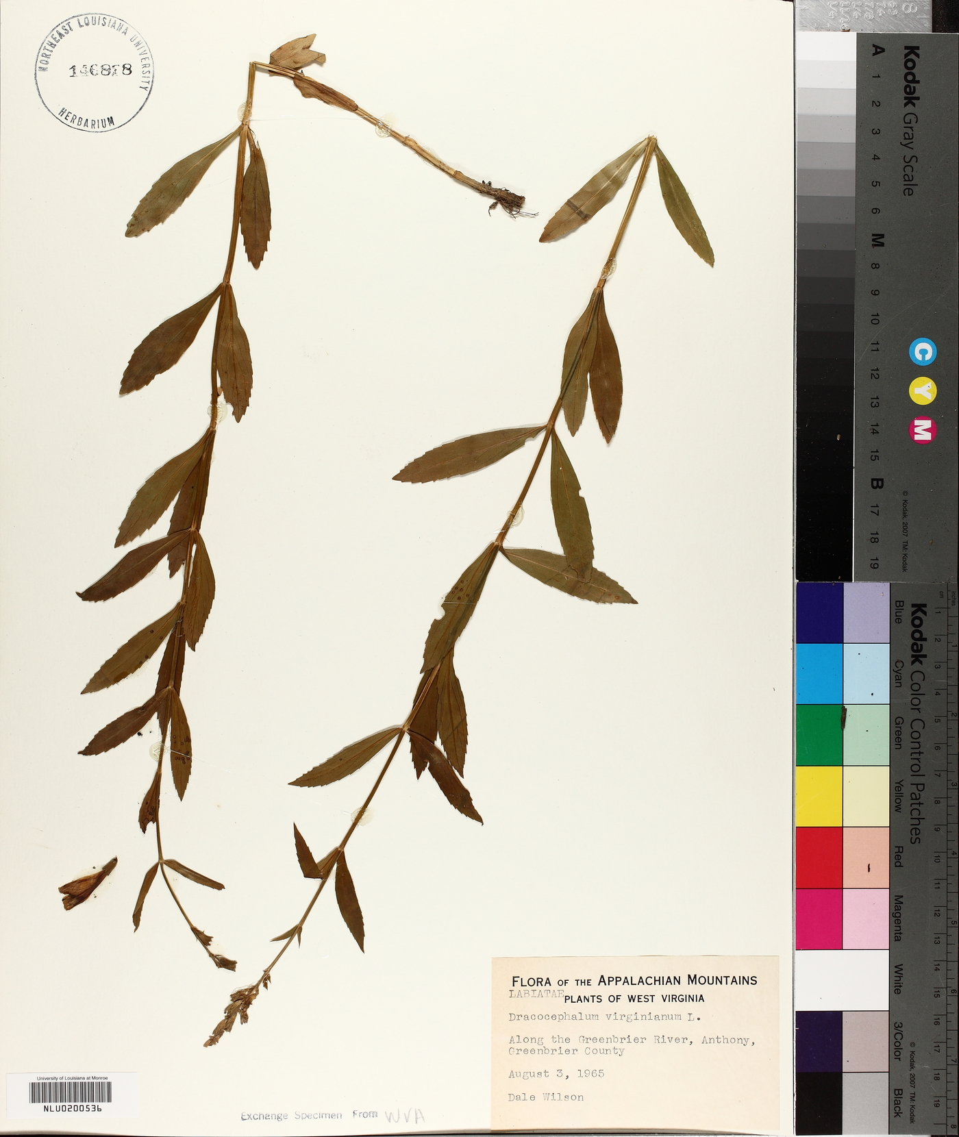 Dracocephalum virginianum image