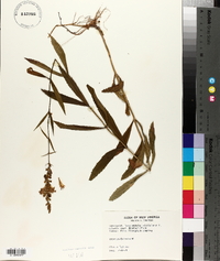 Dracocephalum virginianum image