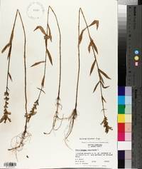 Dracocephalum virginianum image