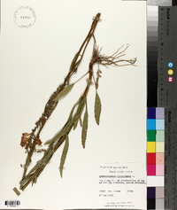 Dracocephalum virginianum image