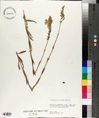 Dracocephalum virginianum image