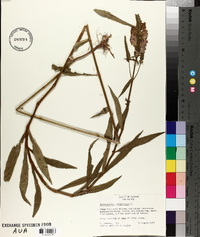 Dracocephalum virginianum image