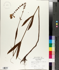 Dracocephalum purpureum image