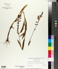 Dracocephalum purpureum image
