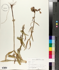 Dracocephalum purpureum image