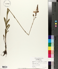 Dracocephalum purpureum image