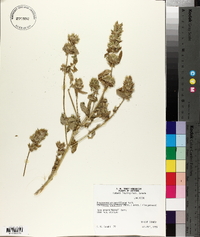 Dracocephalum parviflorum image
