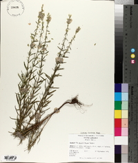 Dicerandra odoratissima image