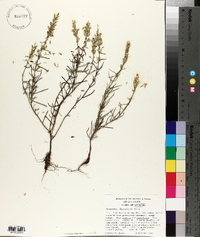 Dicerandra odoratissima image