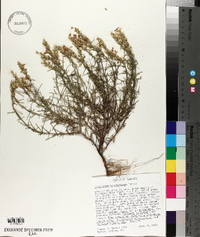 Dicerandra odoratissima image