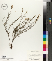 Dicerandra odoratissima image