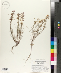 Dicerandra odoratissima image