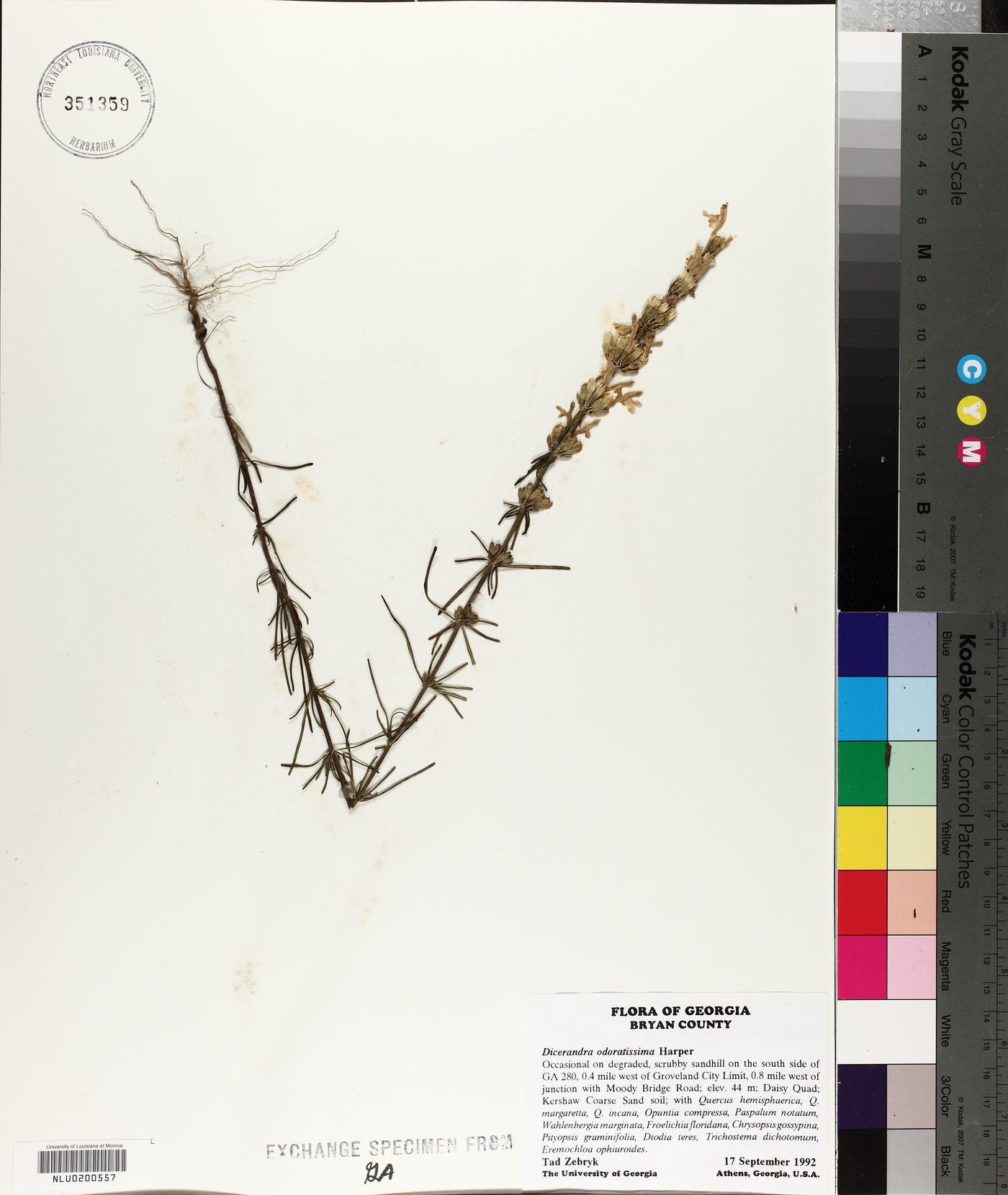 Dicerandra odoratissima image