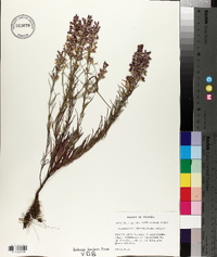 Dicerandra odoratissima image