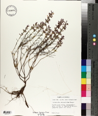 Dicerandra odoratissima image