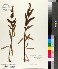 Physostegia parviflora image