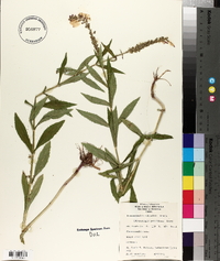 Dracocephalum nuttallii image