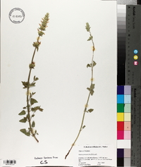 Media resource of Dracocephalum correllii