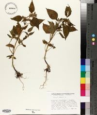 Galeopsis tetrahit image