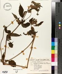Galeopsis tetrahit image