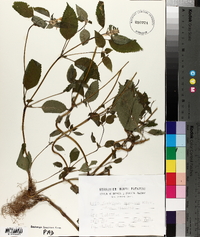 Galeopsis speciosa image