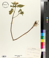 Galeopsis speciosa image