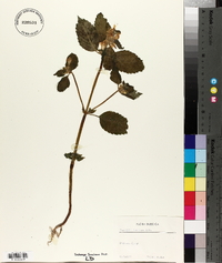 Galeopsis speciosa image
