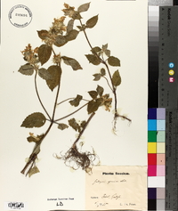 Galeopsis speciosa image